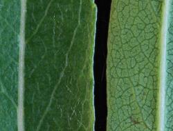 Salix eriocephala × S. petiolaris. Upper (left) and lower leaf surfaces.
 Image: D. Glenny © Landcare Research 2020 CC BY 4.0